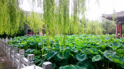 大明湖畔莲花池